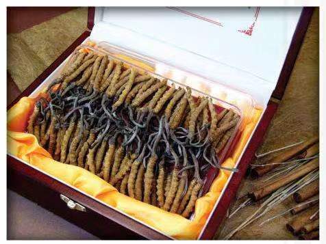 福州冬虫夏草回收